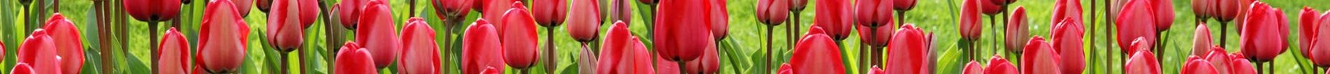 Close up of tulips