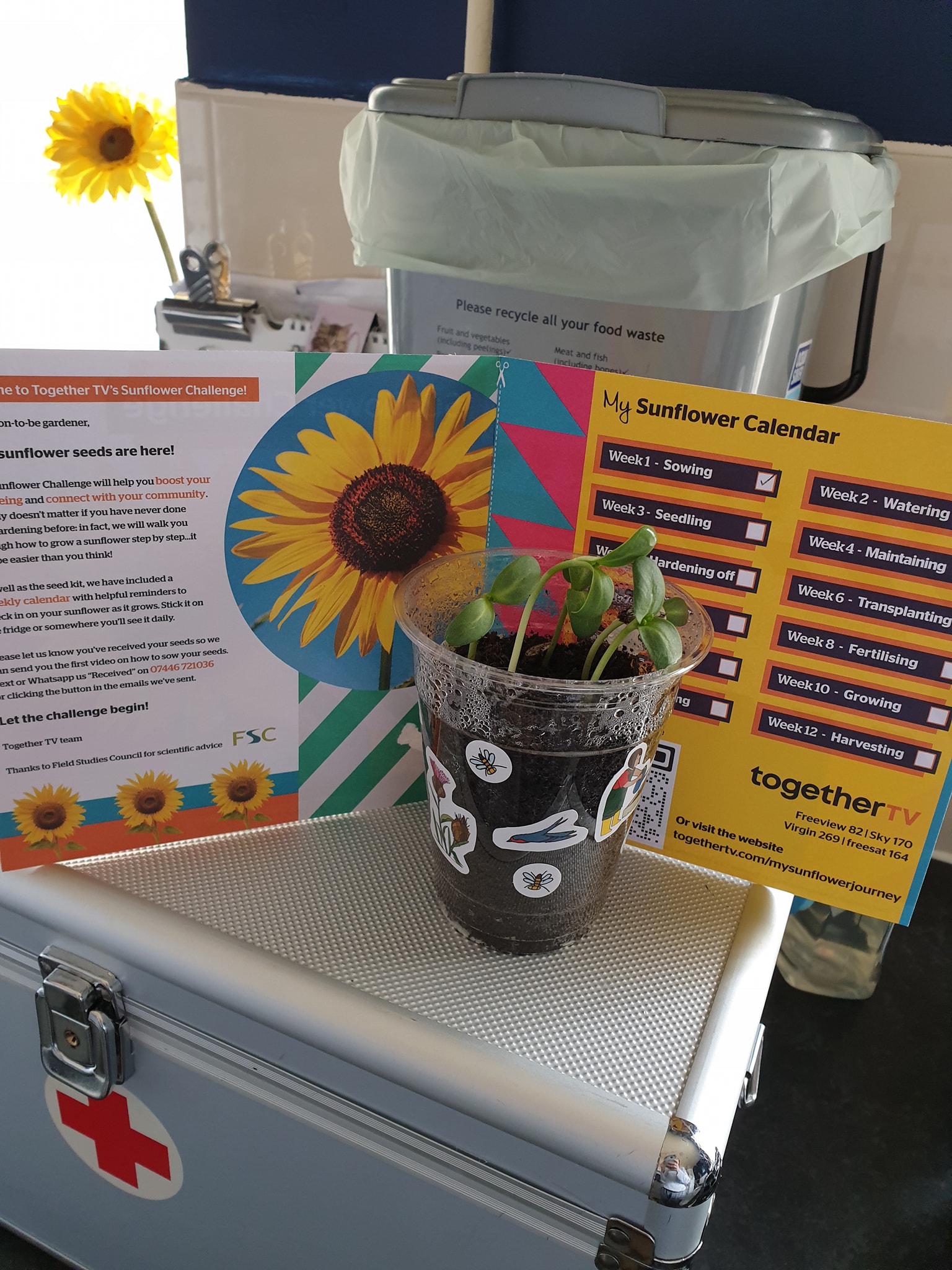 Adele H - One week of growth on the kitchen windowsill! I did it woohoo