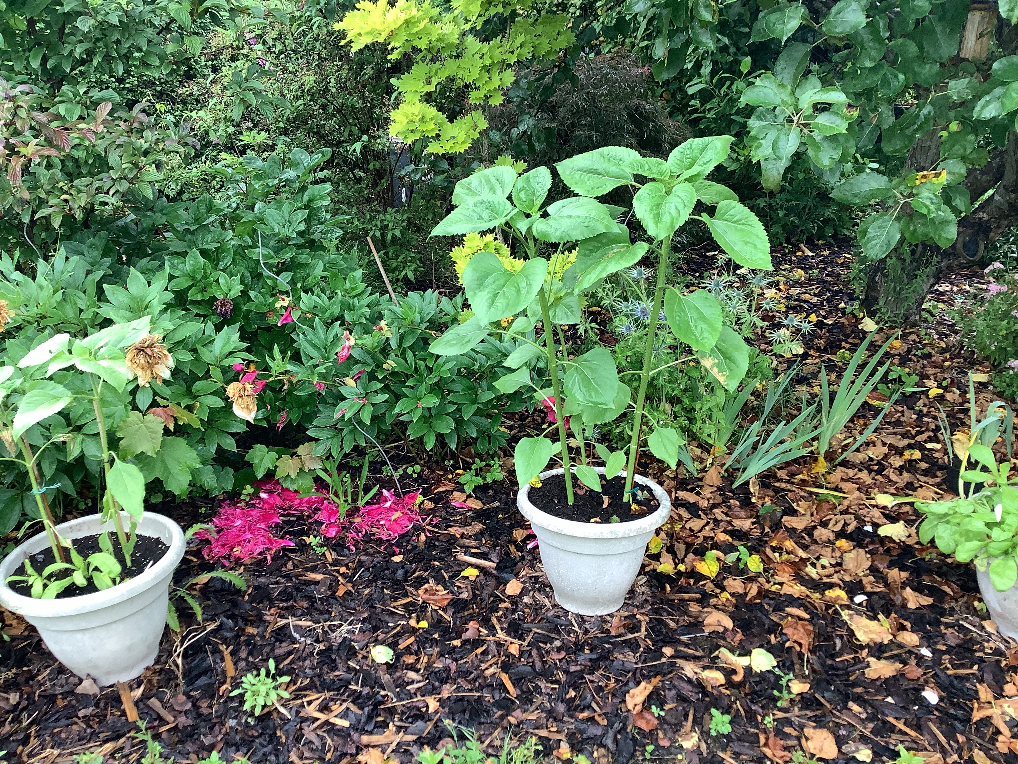 Geraint O - Sunflower selfie
