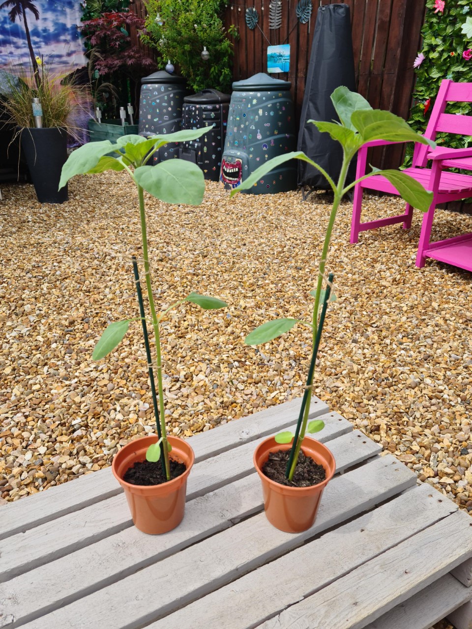 Aileen G - This is how tall my sunflower is!