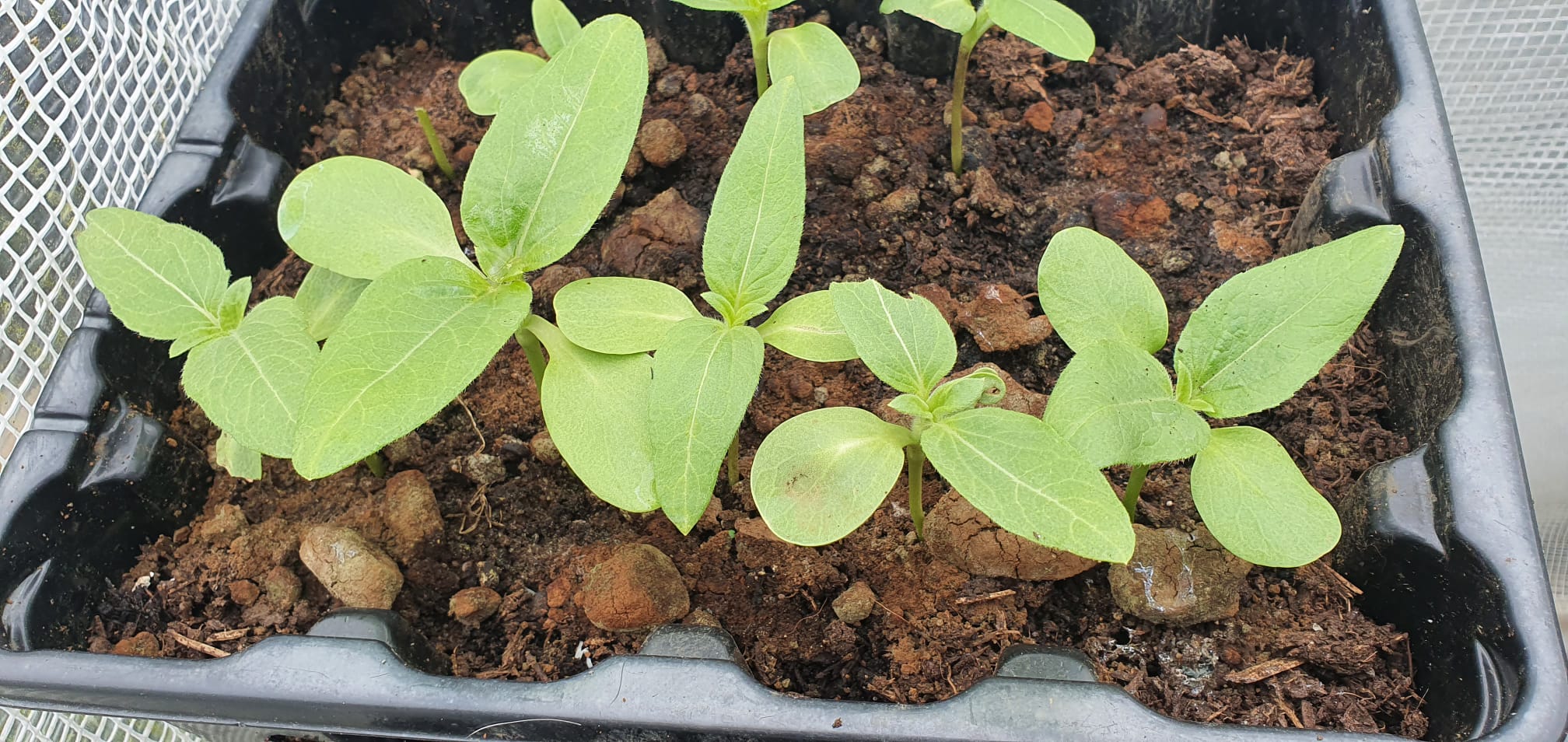 Alan K 10 seeds planted 1 no show 1 just got beheaded by snail