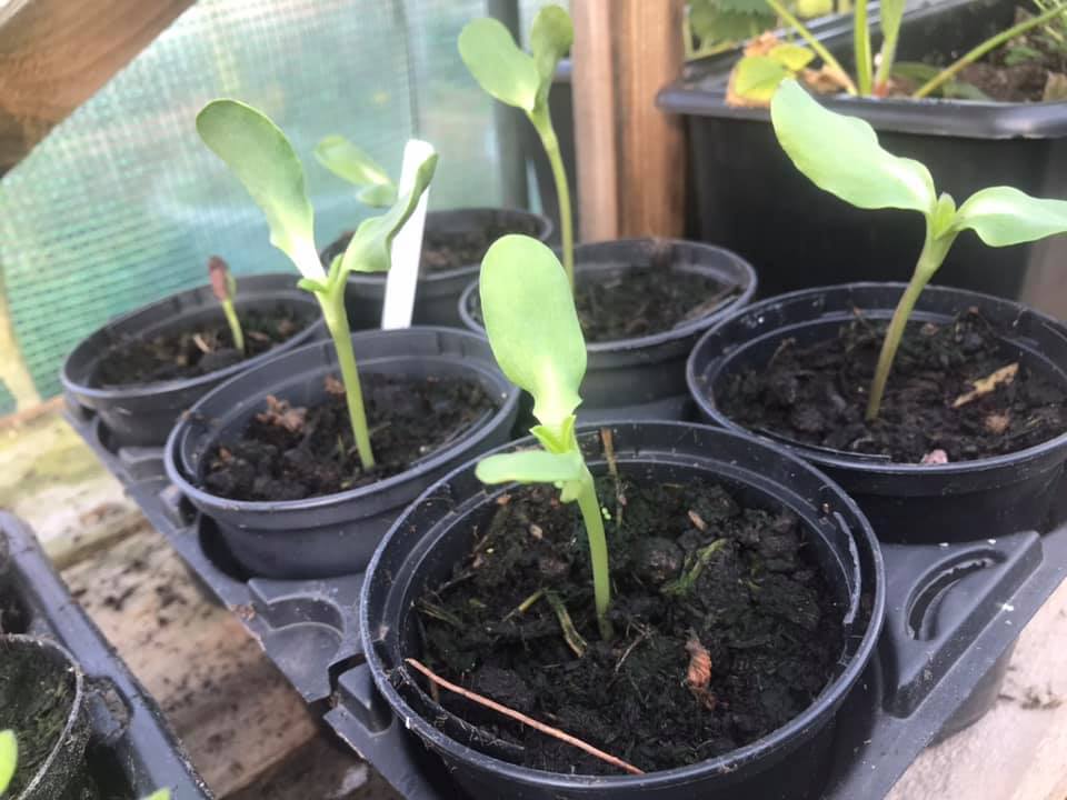 Geraint O - Sunflower selfie