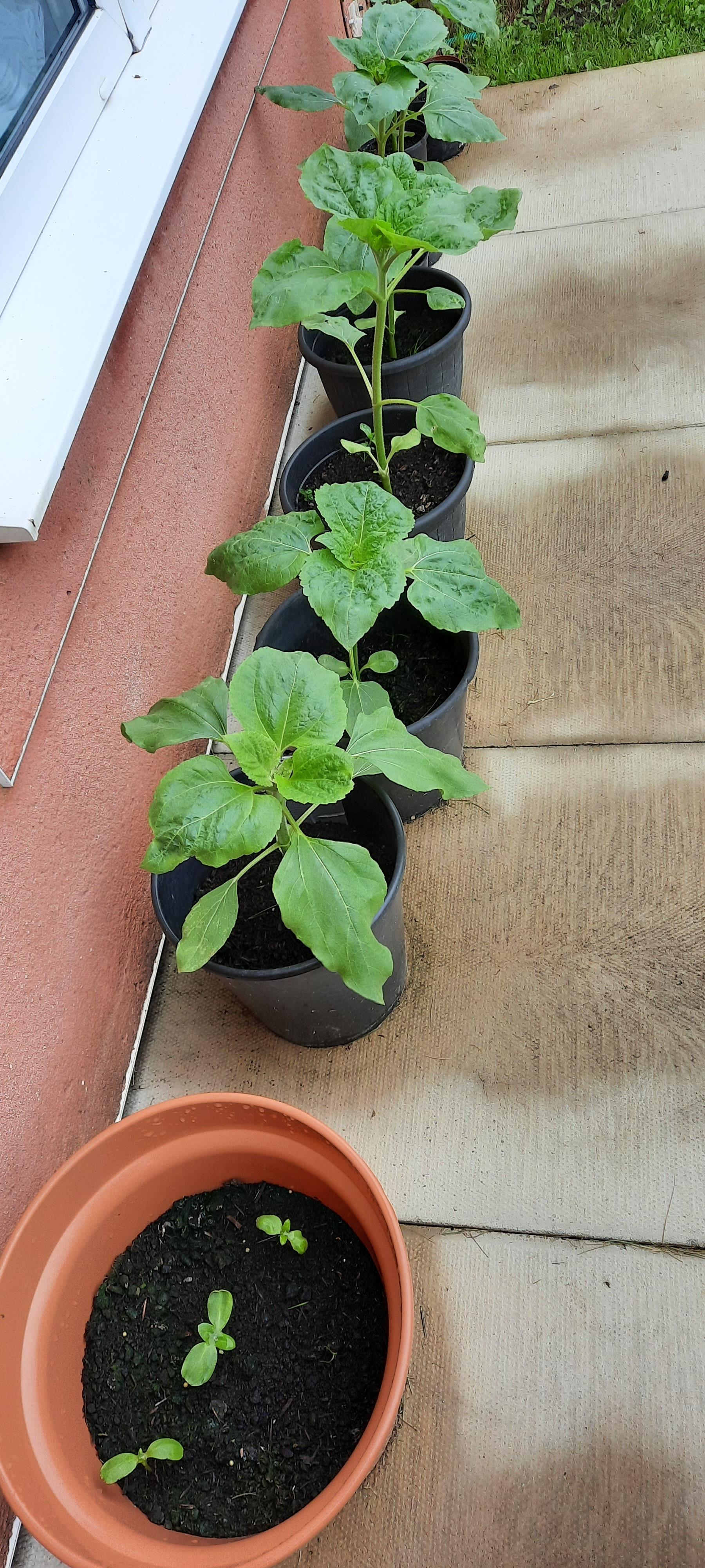 Geraint O - Sunflower selfie