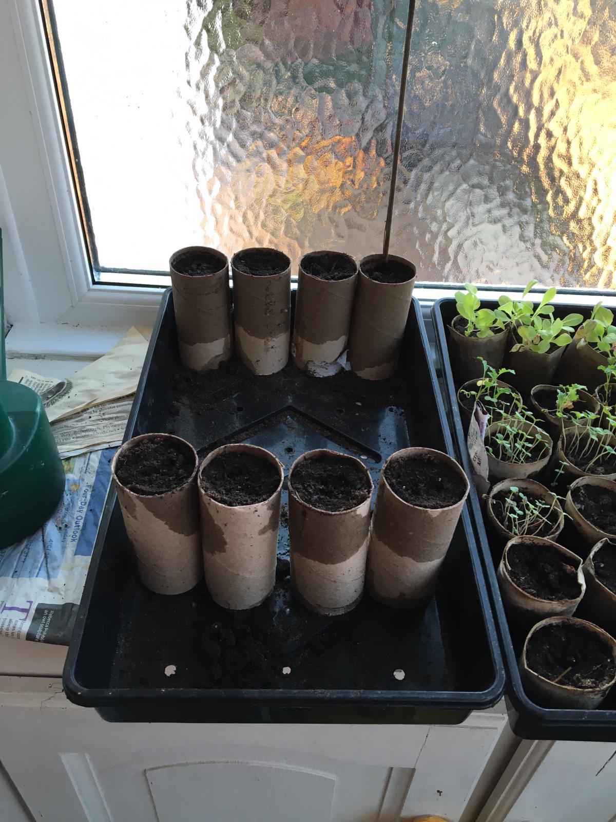 All planted in Devon. Julie W.