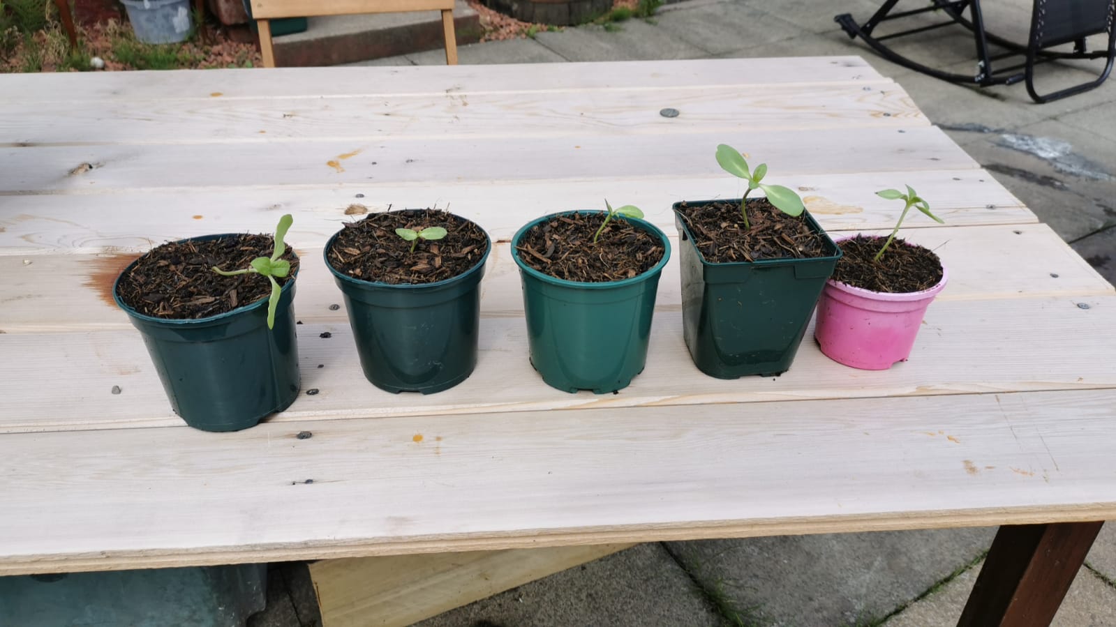 Allan M - Still alive lol