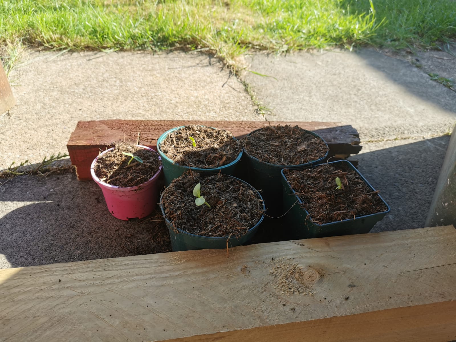 Ugur C - My sunflower selfies