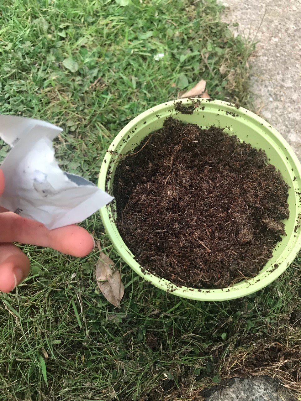 Andrea P - Hi there, these are some pictures of the sunflower! I’m going to send an updated one later today.