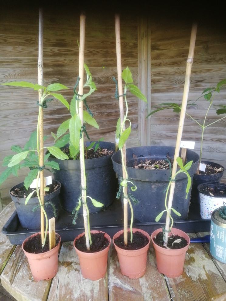 Geraint O - Sunflower selfie