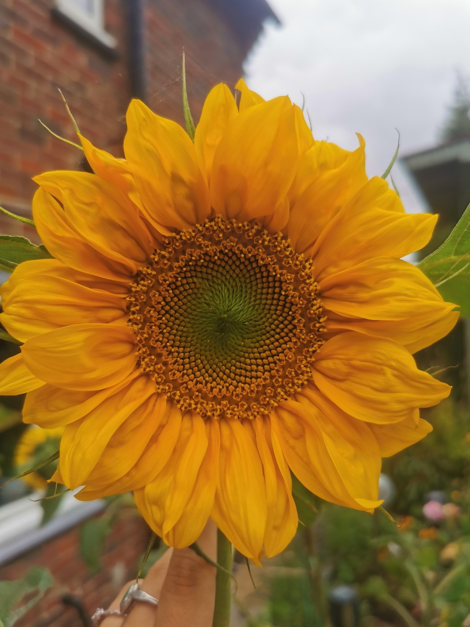 Anna S' sunflower