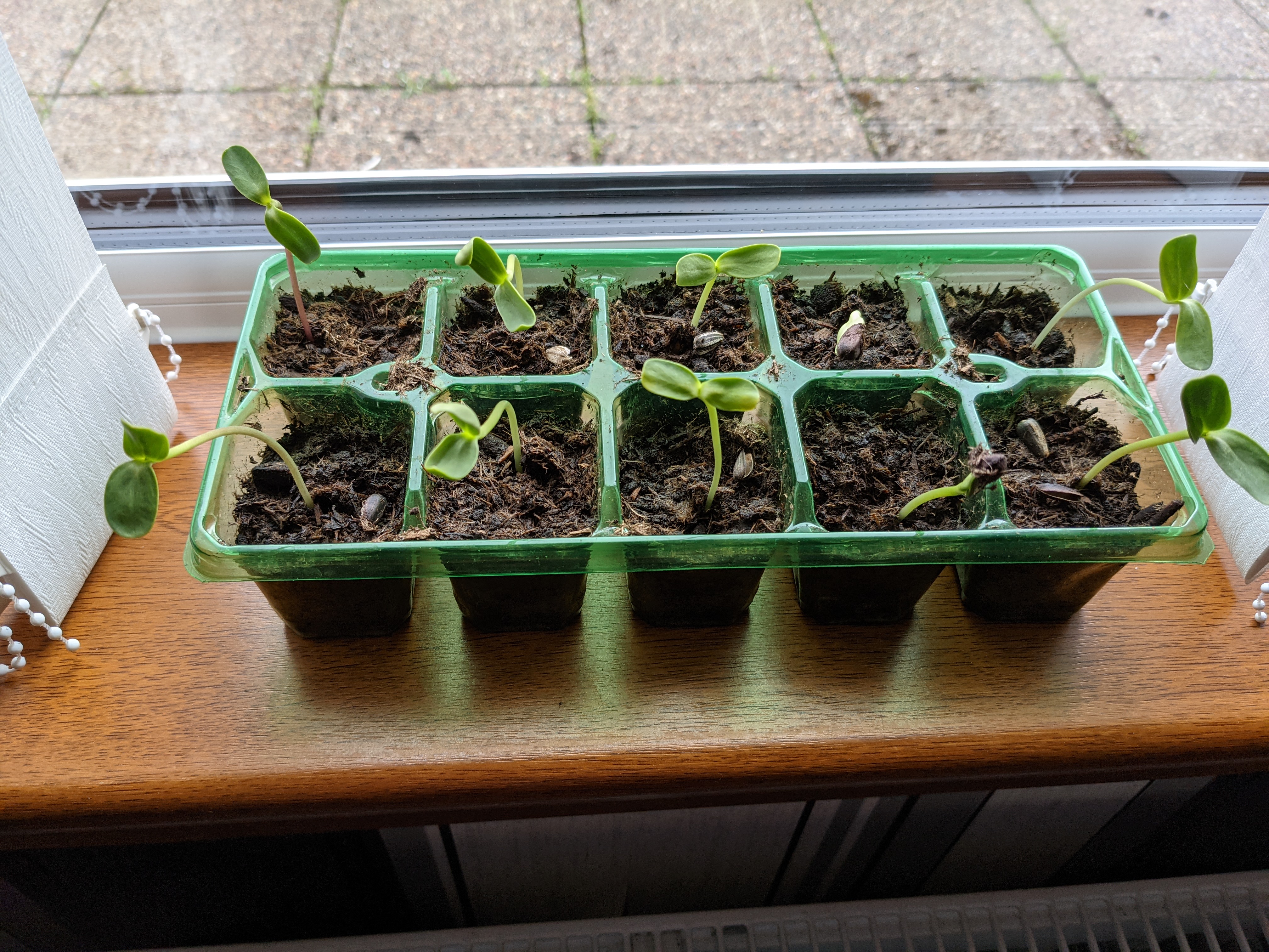 Geraint O - Sunflower selfie