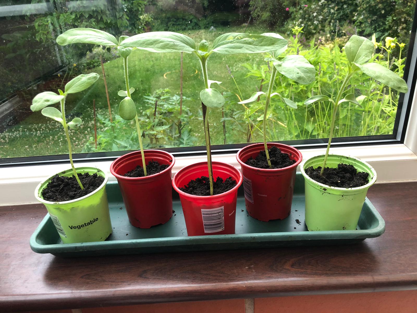 Geraint O - Sunflower selfie