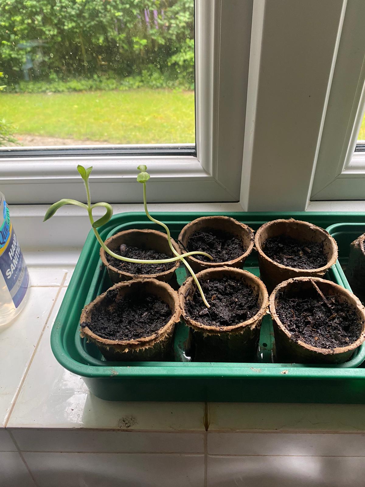 Geraint O - Sunflower selfie