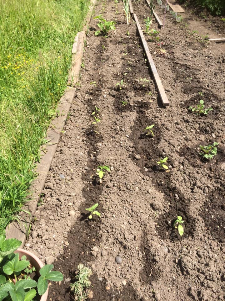Geraint O - Sunflower selfie