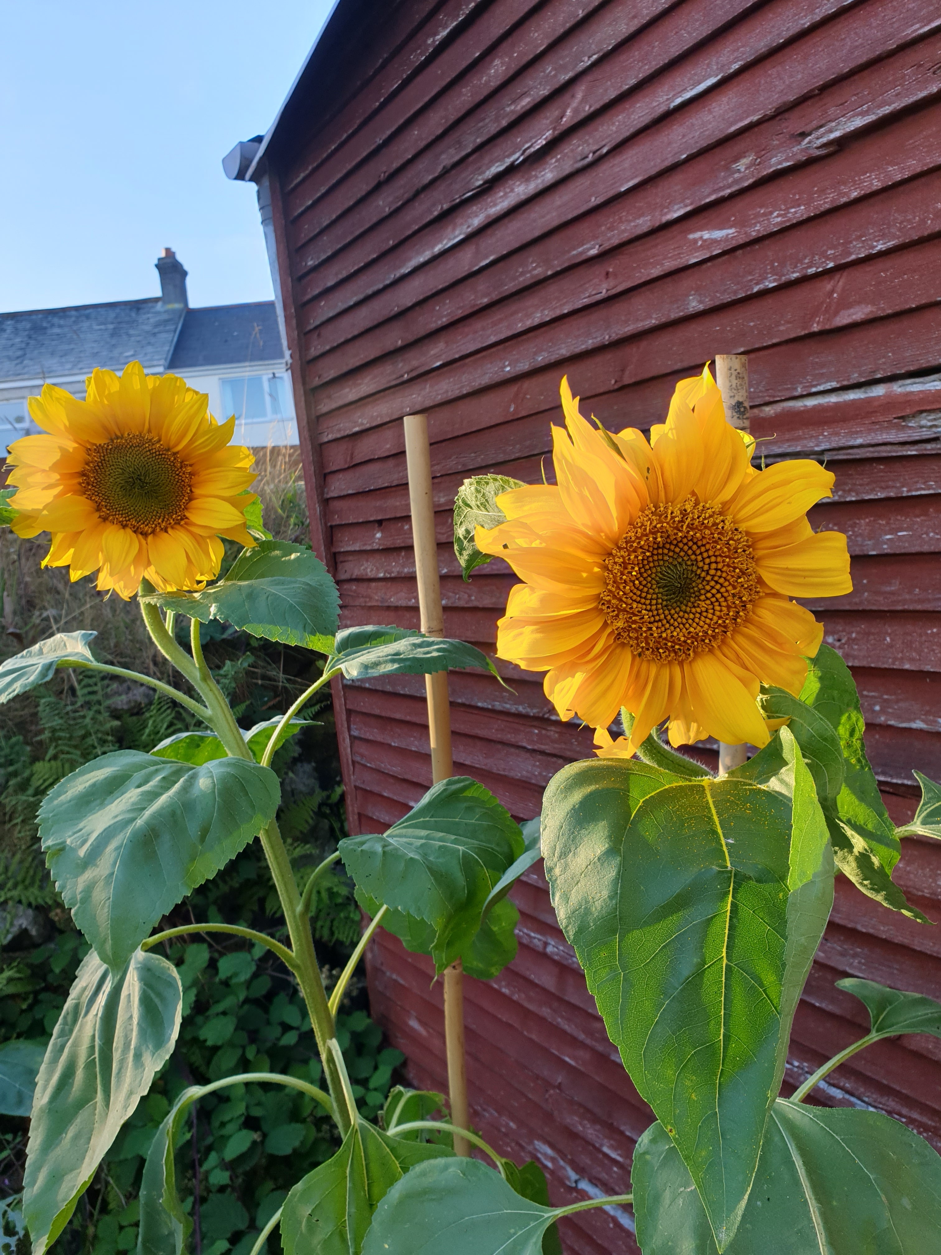 Becca and Alanna - 2 have just opened