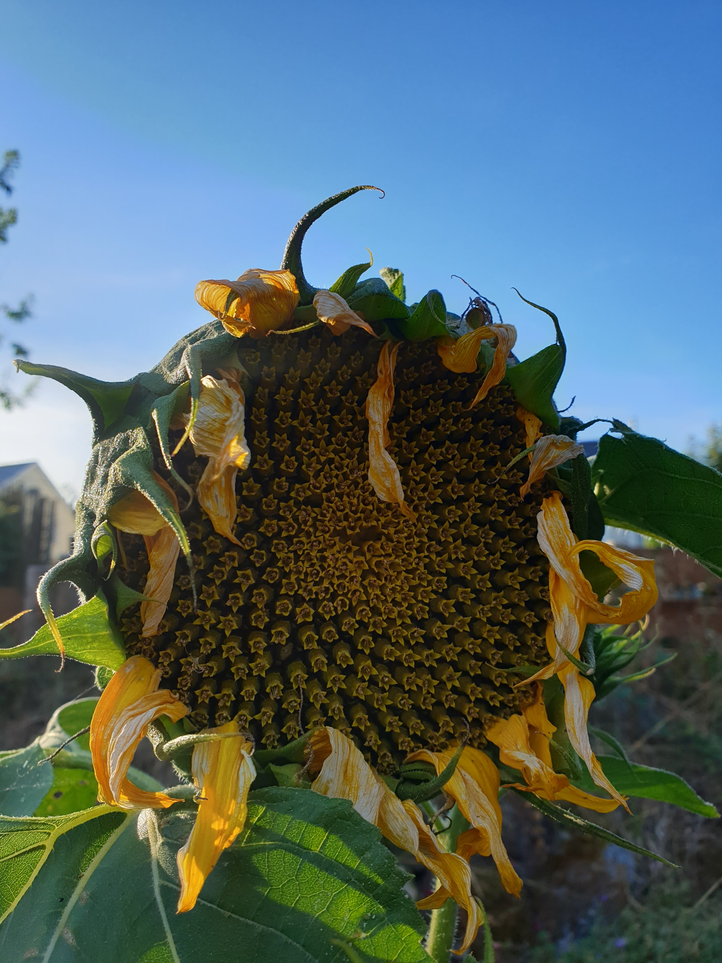 Becca and Alanna - we're waiting for the seeds off the big one