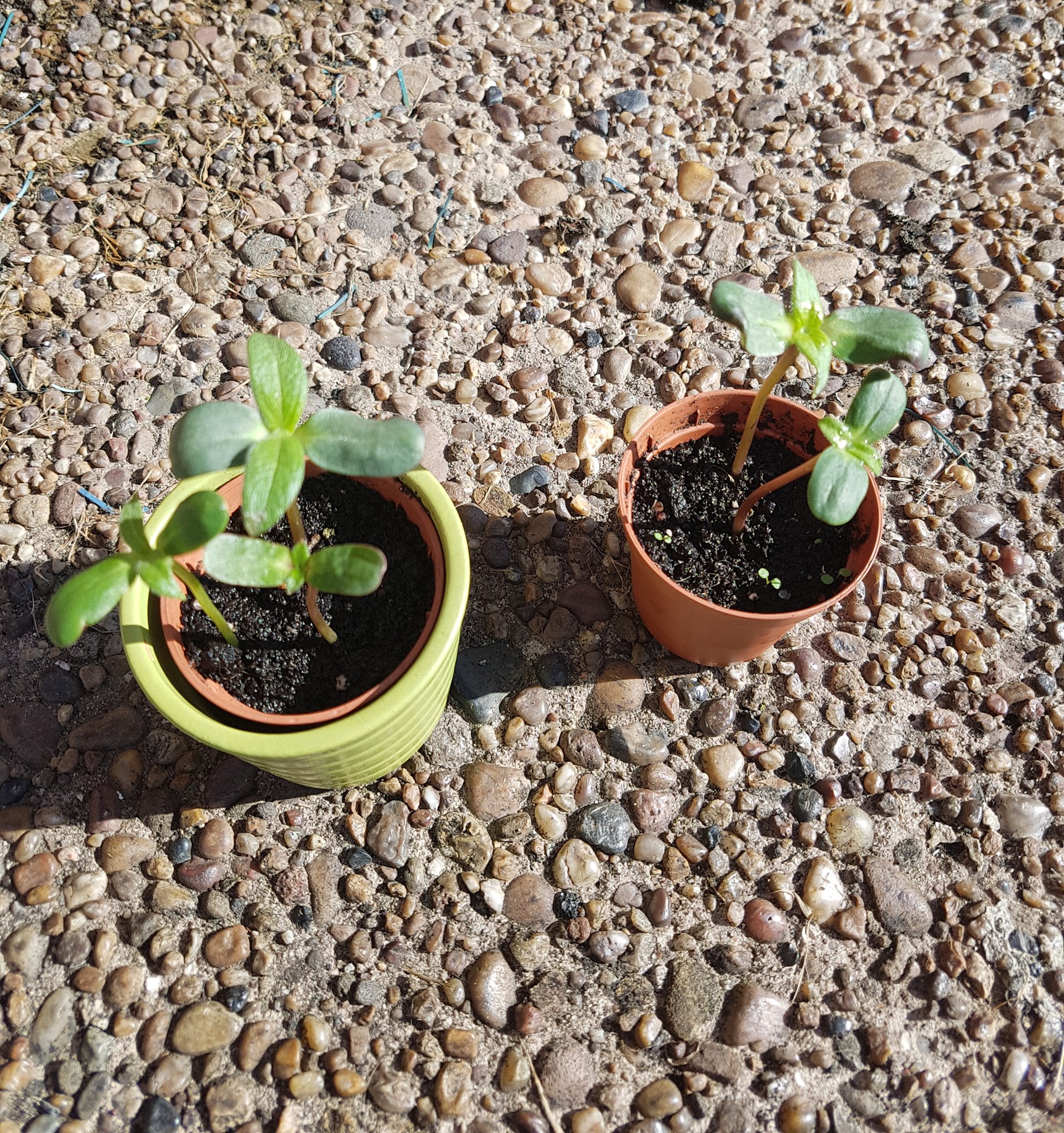 Geraint O - Sunflower selfie