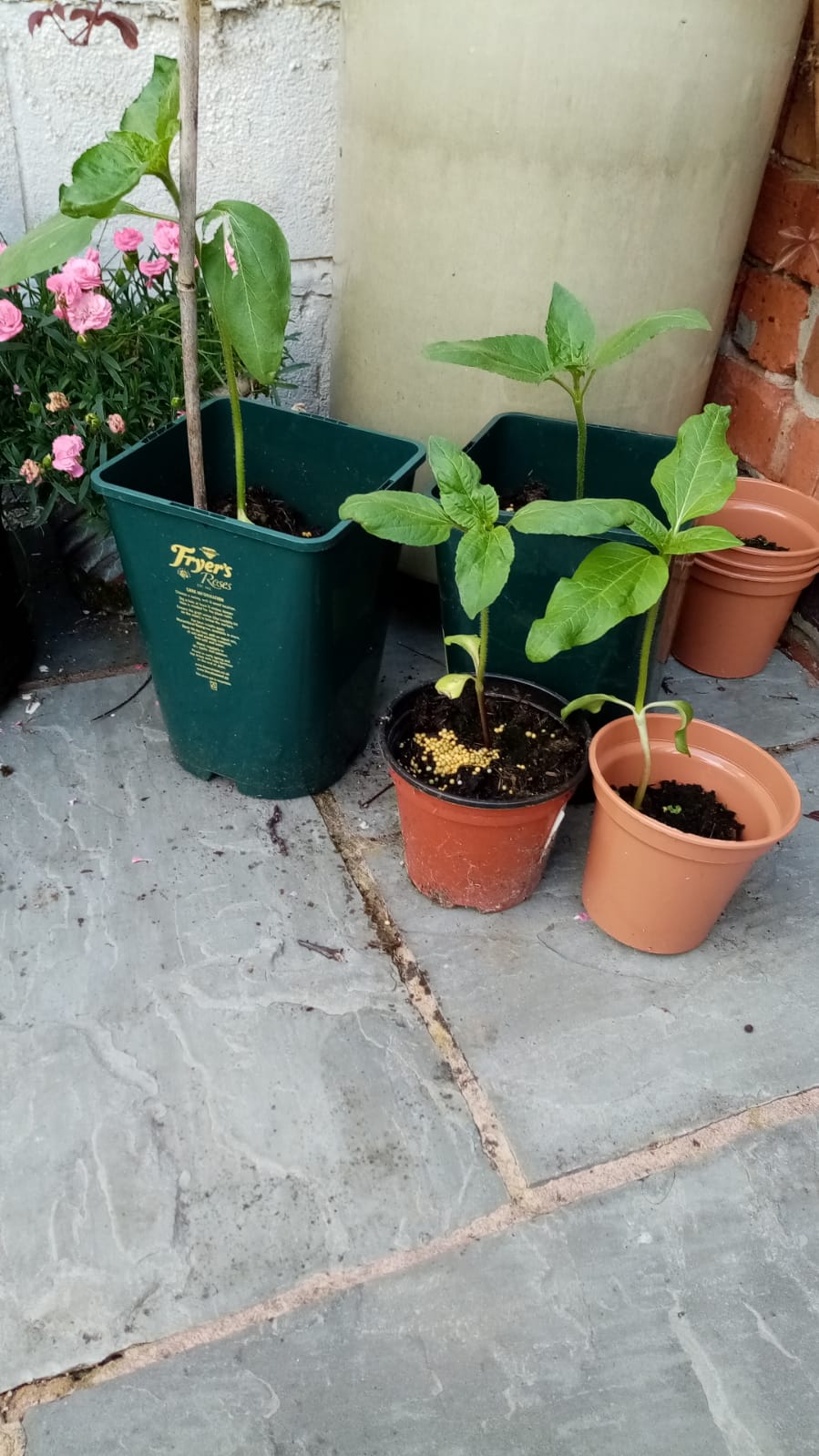 Geraint O - Sunflower selfie