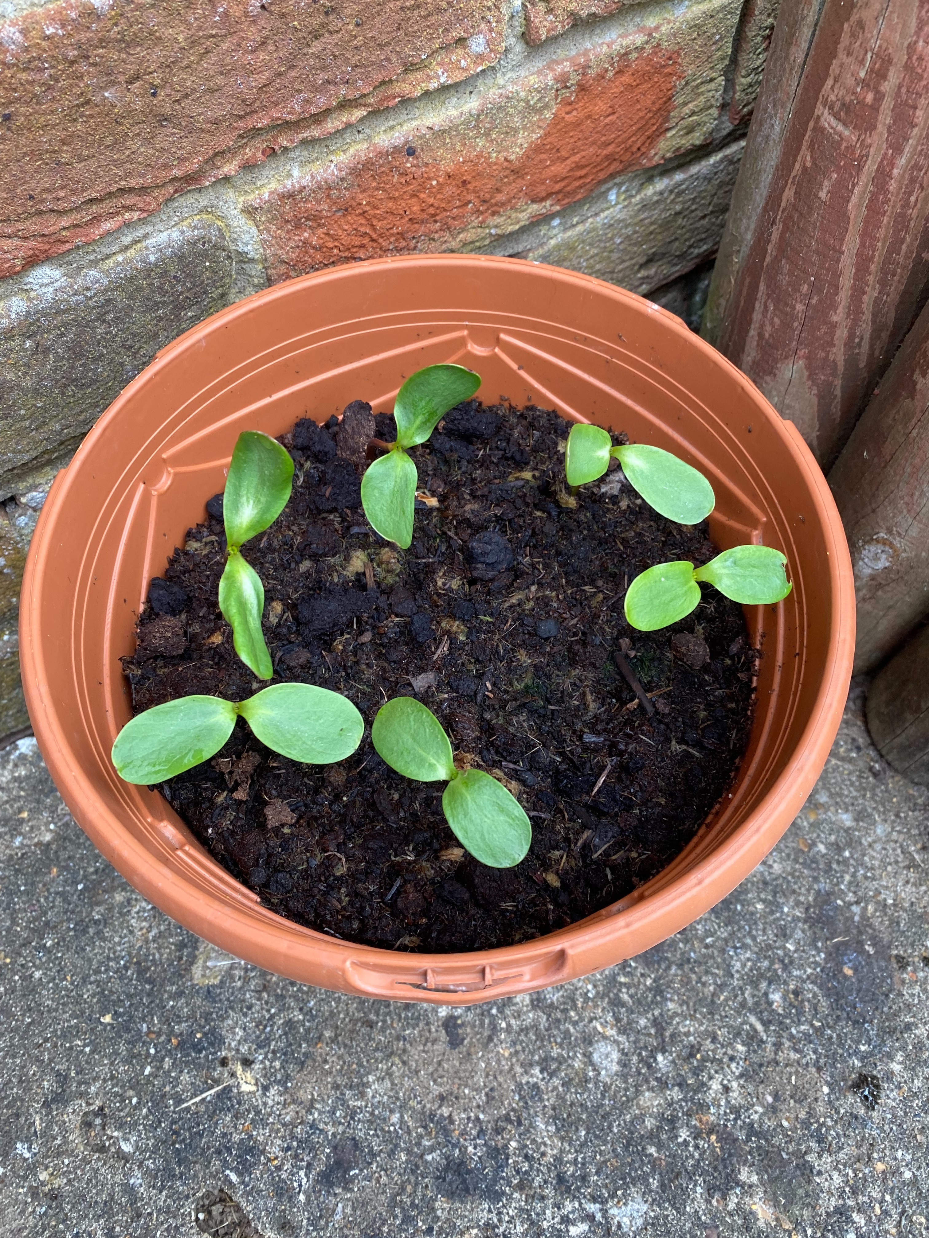 Geraint O - Sunflower selfie