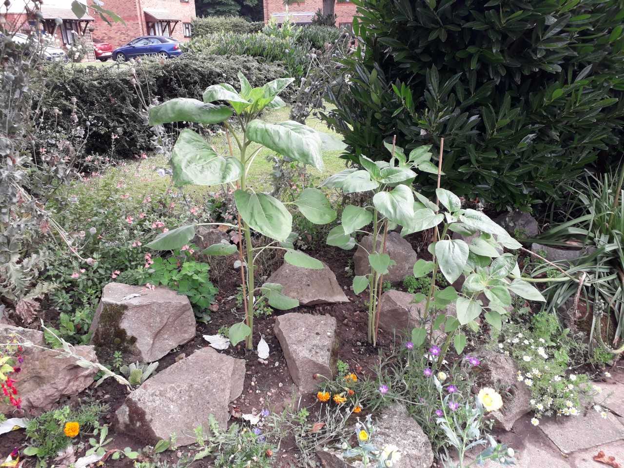 Geraint O - Sunflower selfie