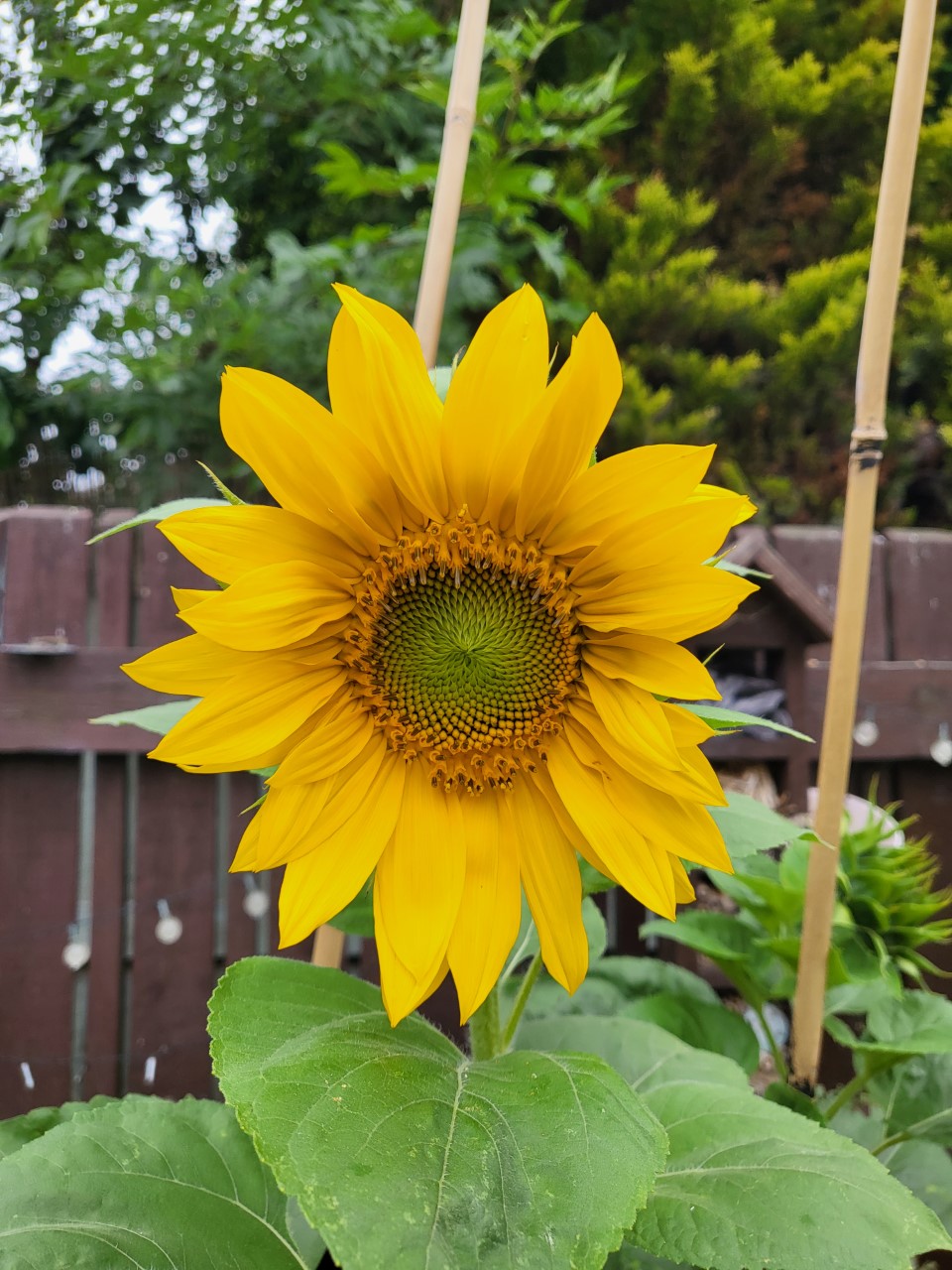 Caroline G - Please see my beautiful sunflowers