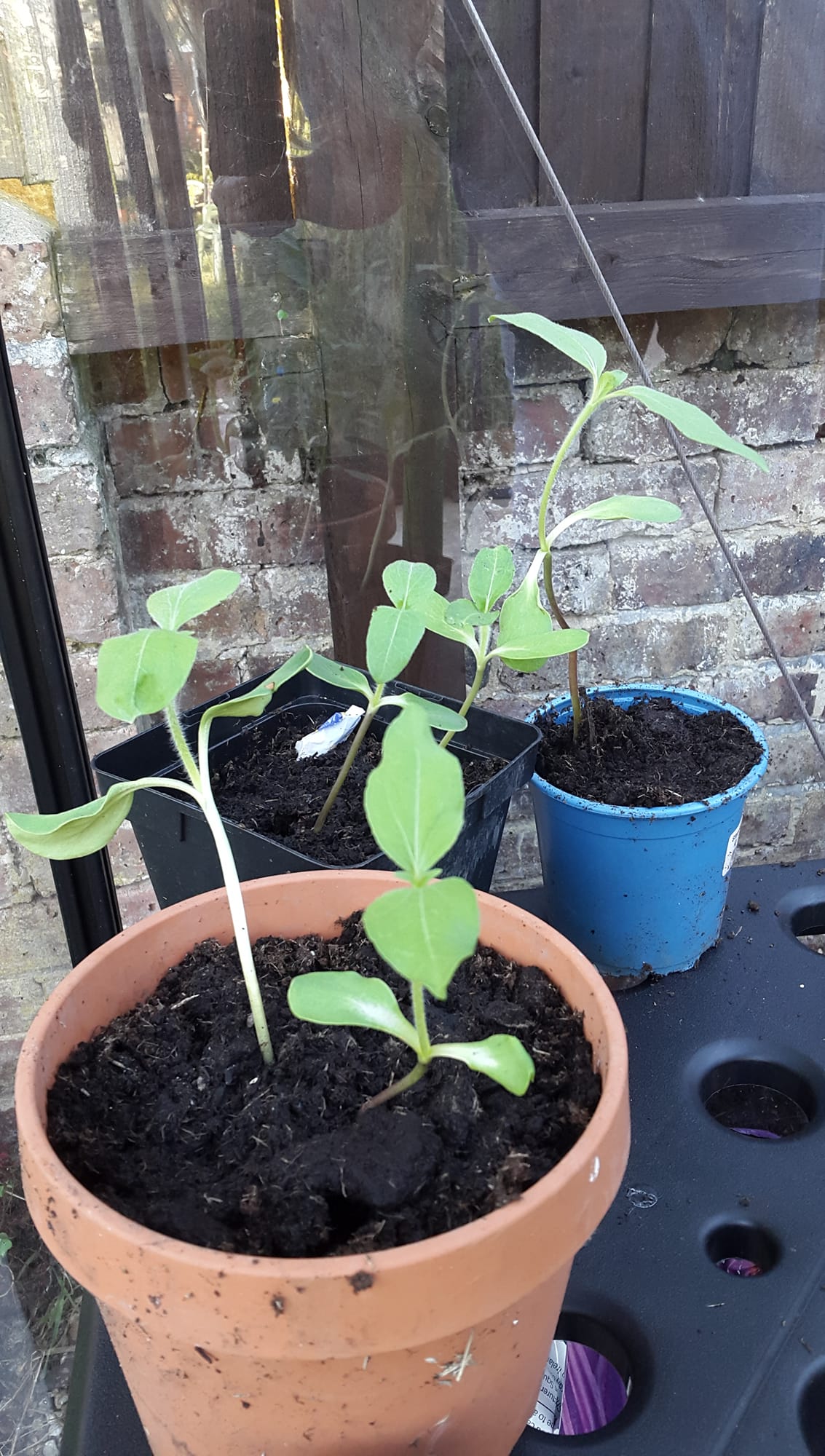Geraint O - Sunflower selfie
