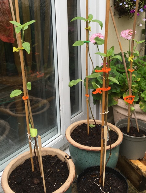 Geraint O - Sunflower selfie