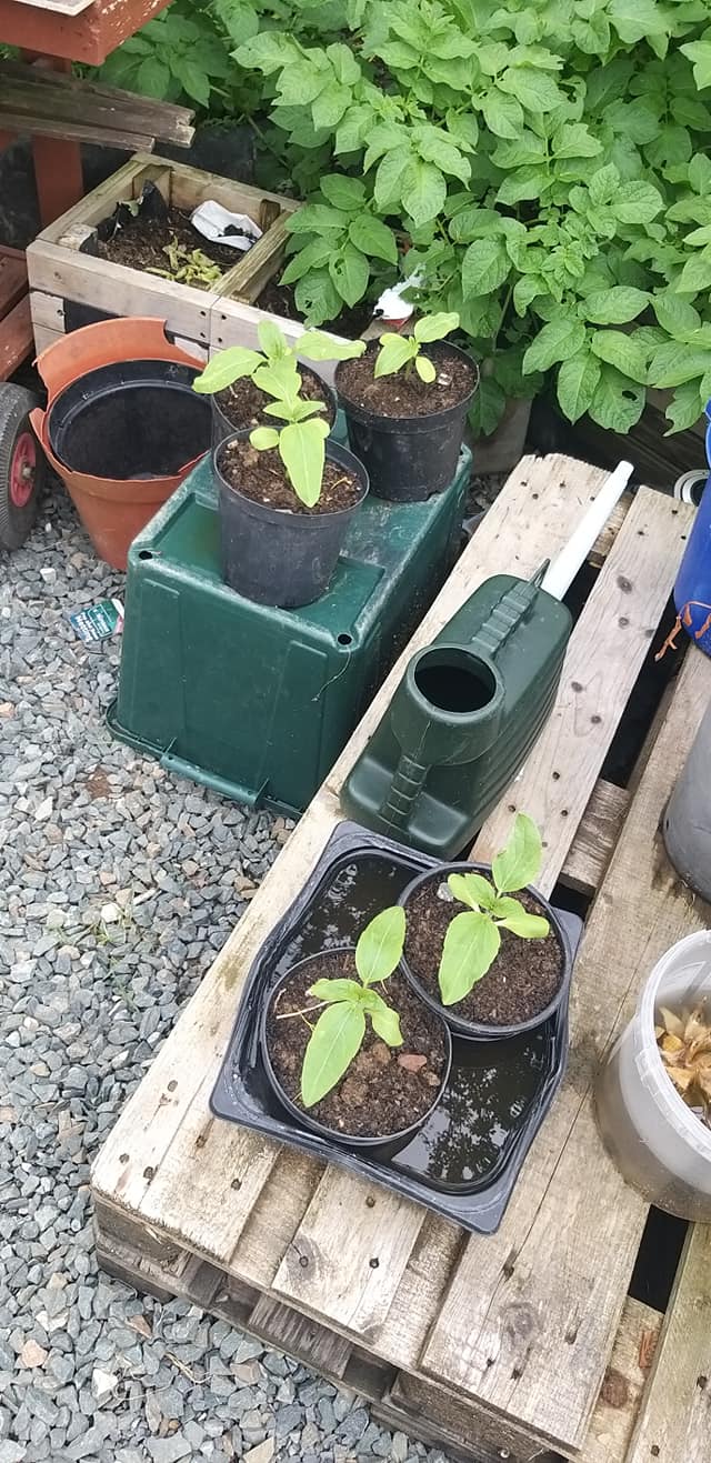 Geraint O - Sunflower selfie