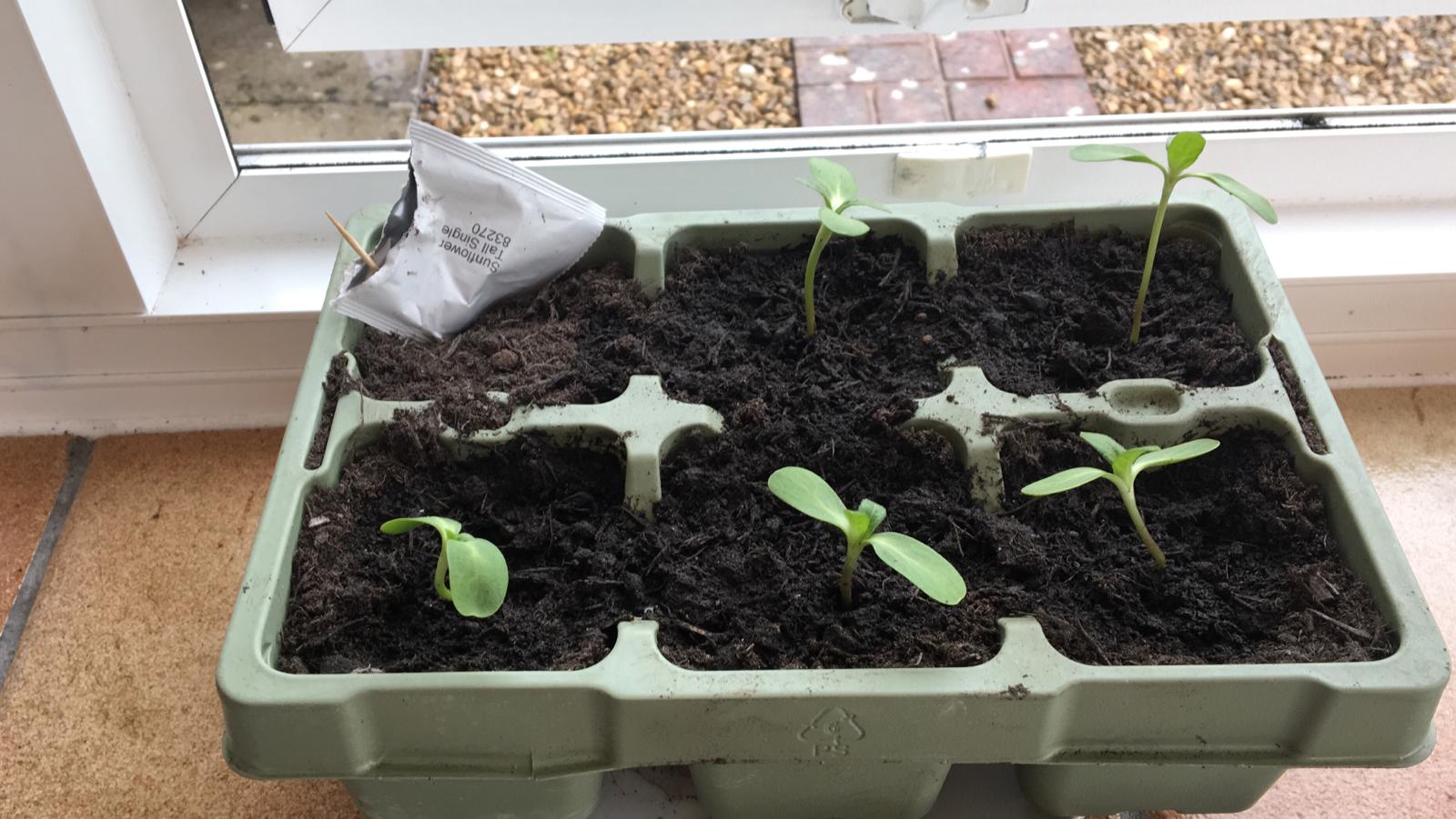 Daniel P - Sunflower Selfie