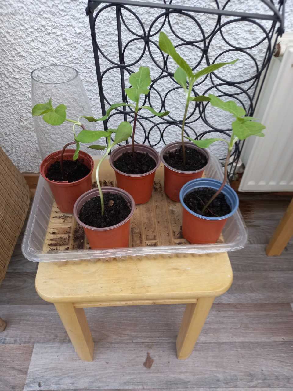 Geraint O - Sunflower selfie