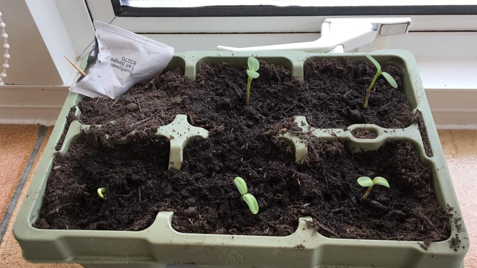 Danny p - I am rotating them as it says for the sun. I currently have them in the conservatory. They are coming up well.