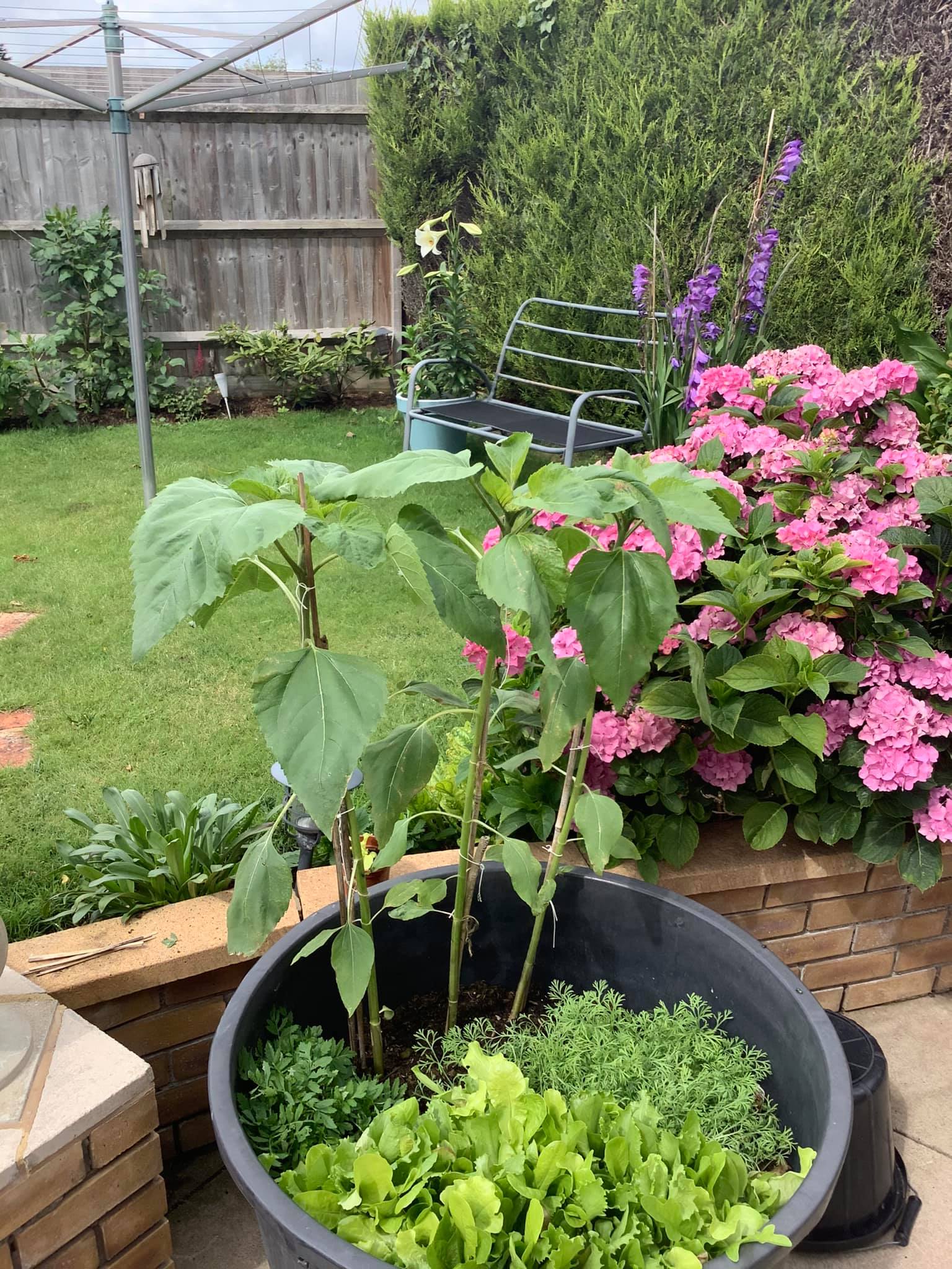 Geraint O - Sunflower selfie