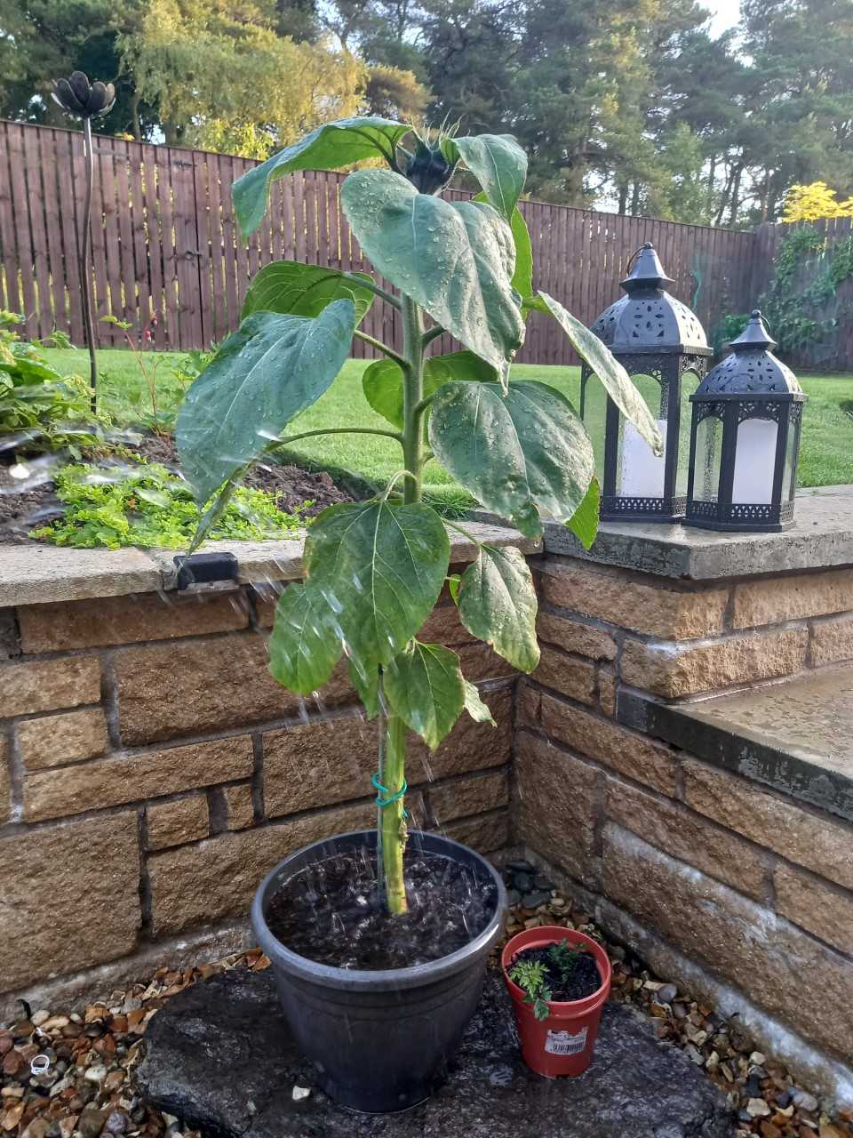 Geraint O - Sunflower selfie