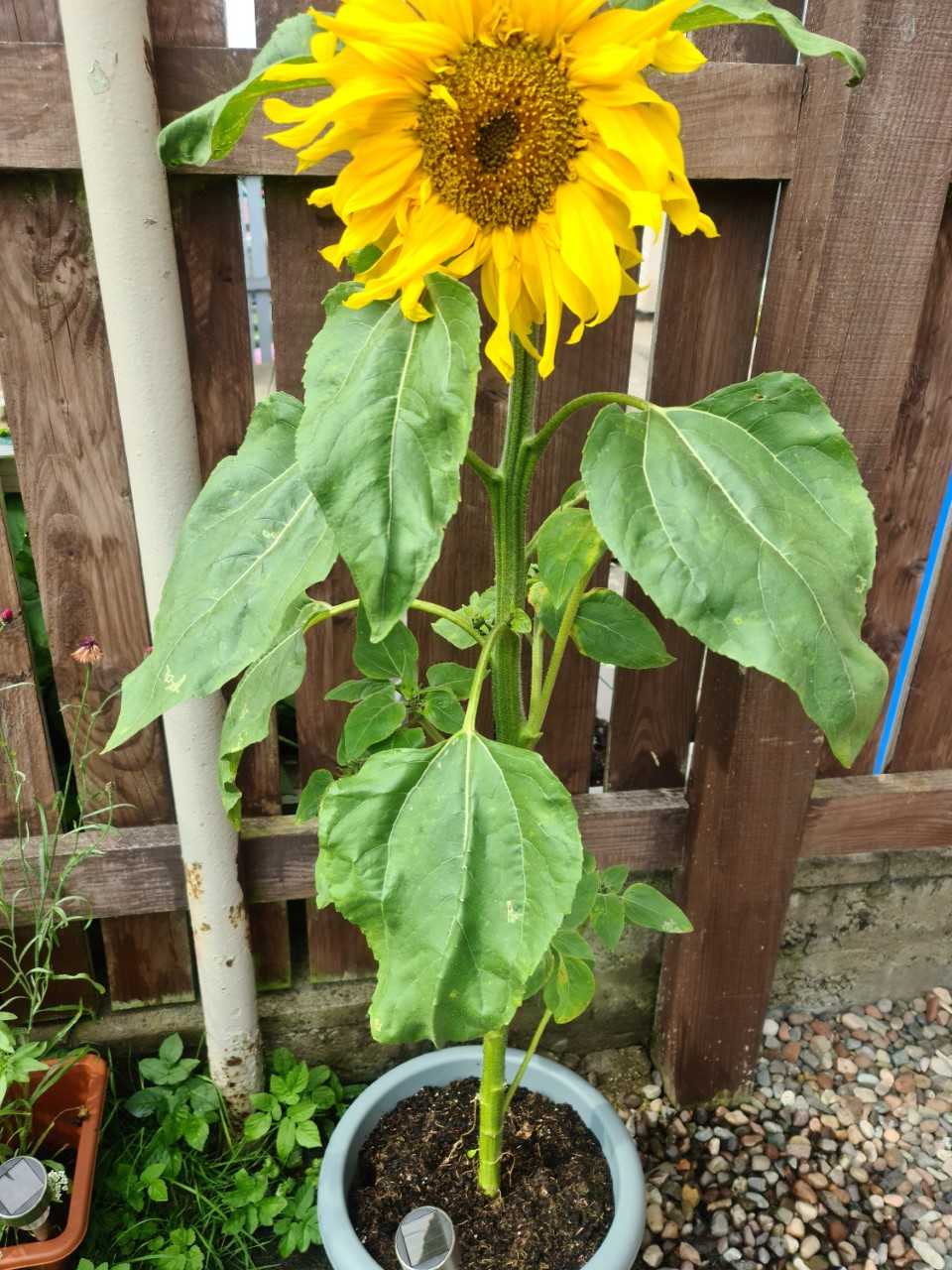 Geraint O - Sunflower selfie