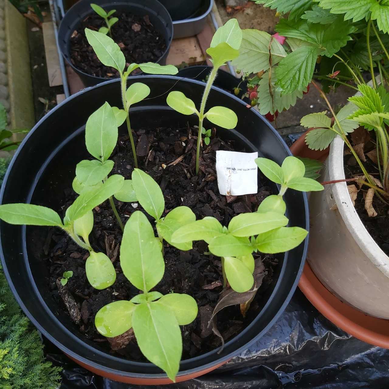 Geraint O - Sunflower selfie