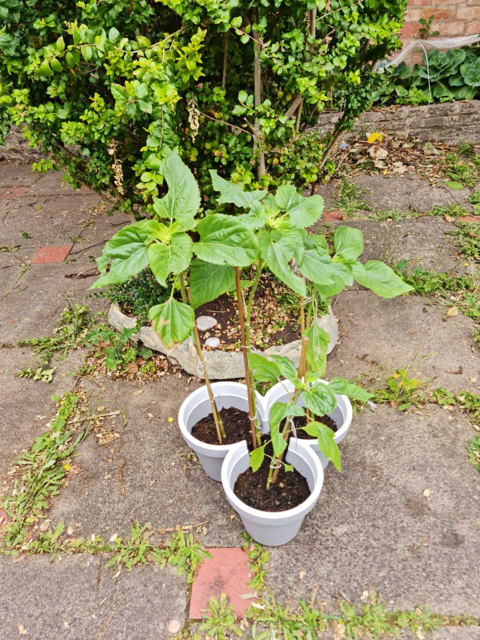 Geraint O - Sunflower selfie