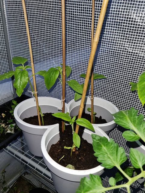 Geraint O - Sunflower selfie