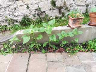 Geraint O - Sunflower selfie