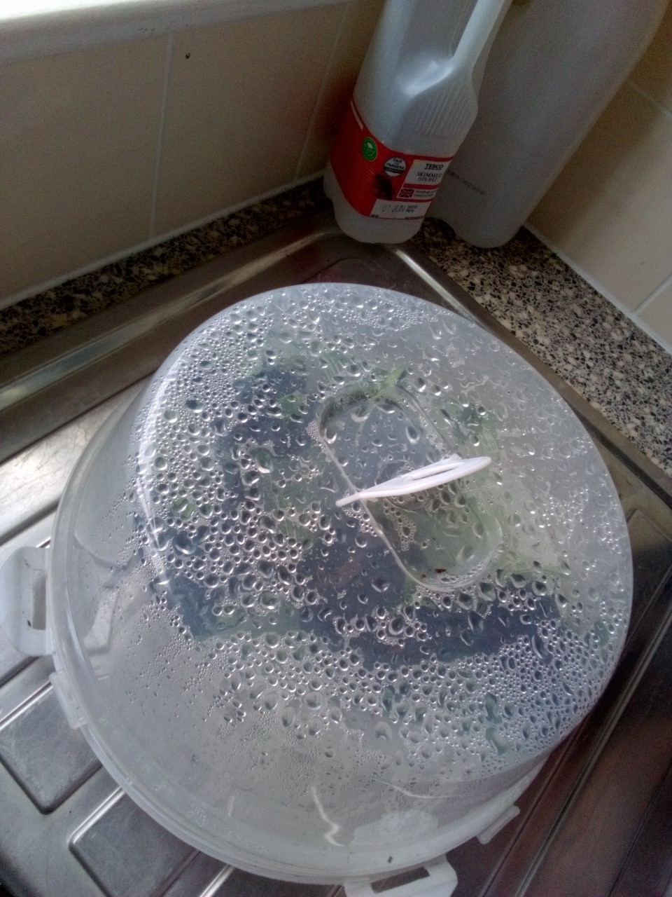 Denise N - Hi was late planting seeds now growing well 2