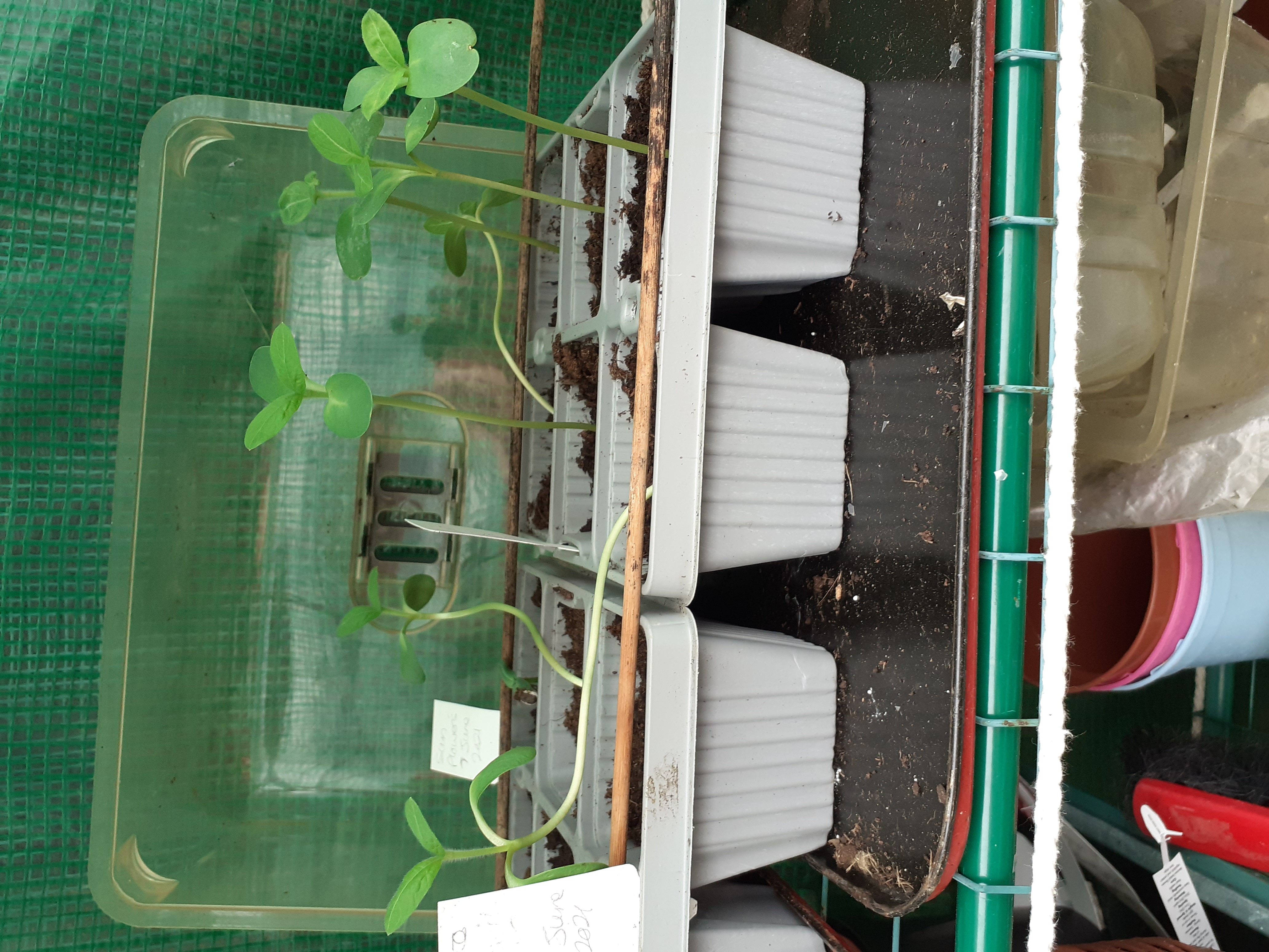 Derek W - 2 - 3 weeks my sunflowers.