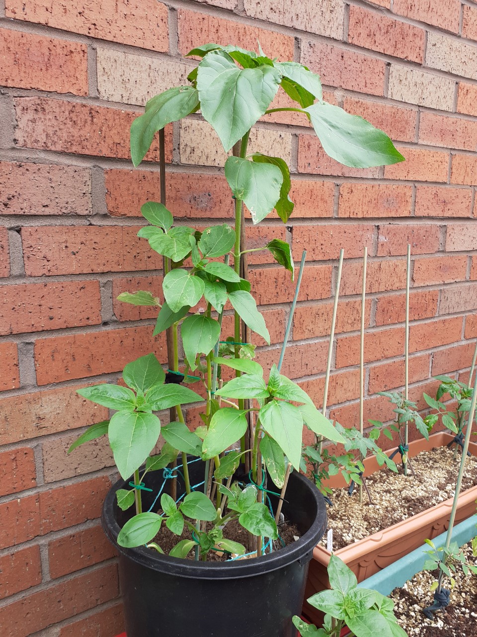 Derrick and Karen W - Our sunflowers are 27 cm height. Others are 16 - 20 cm