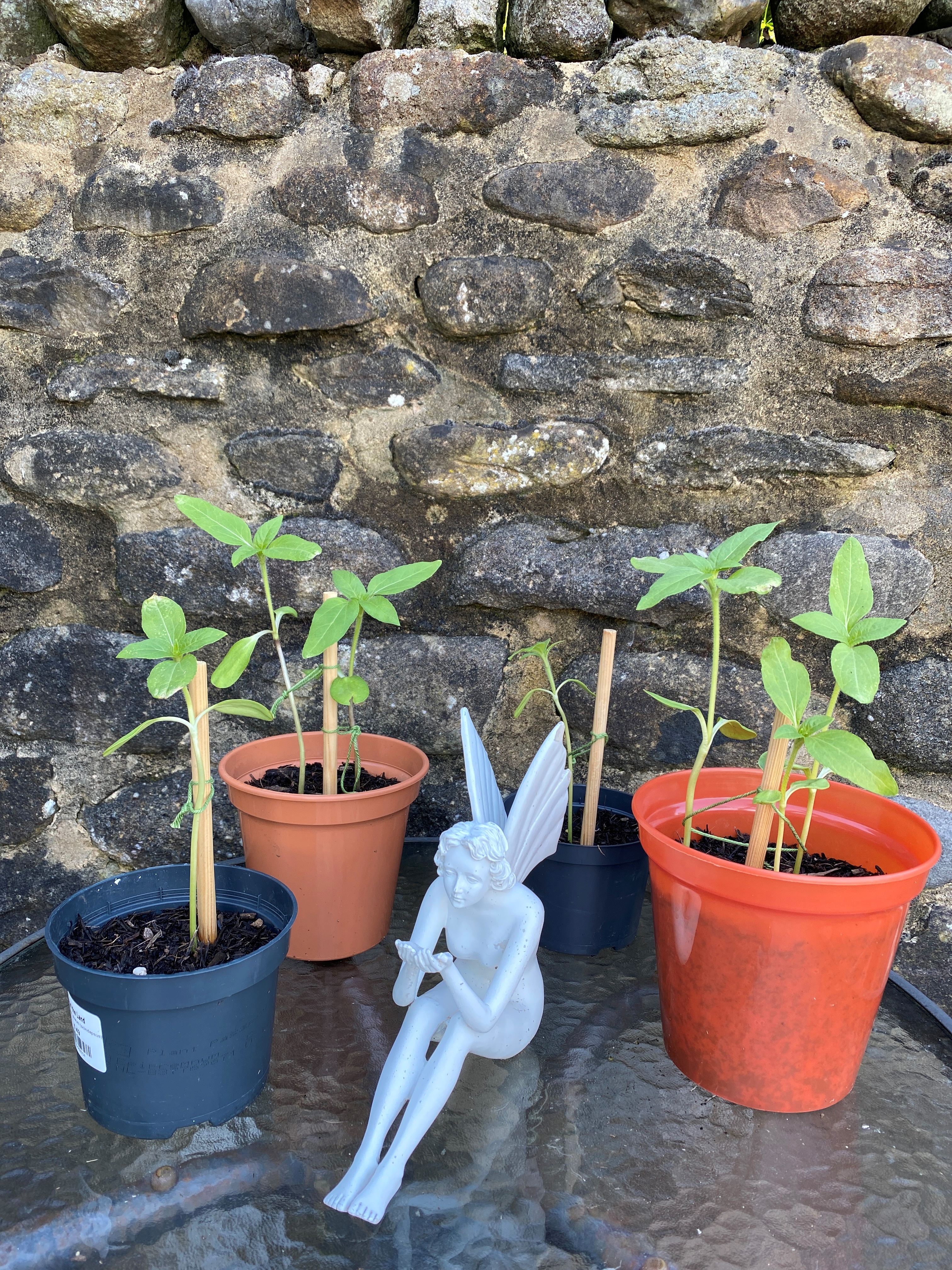 Geraint O - Sunflower selfie