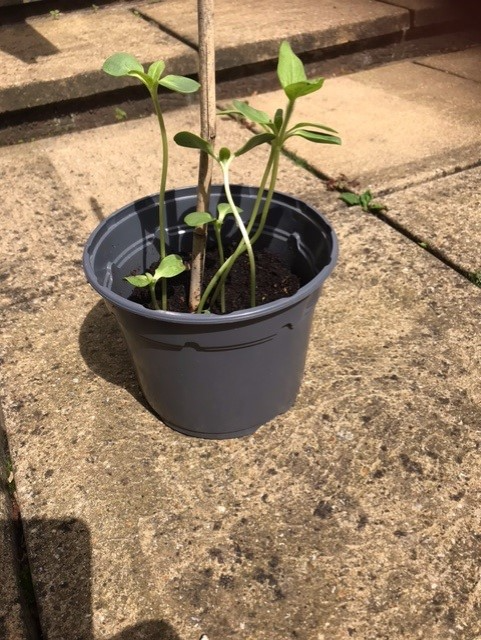 Dianne B - Week 5  Diane’s sunflowers