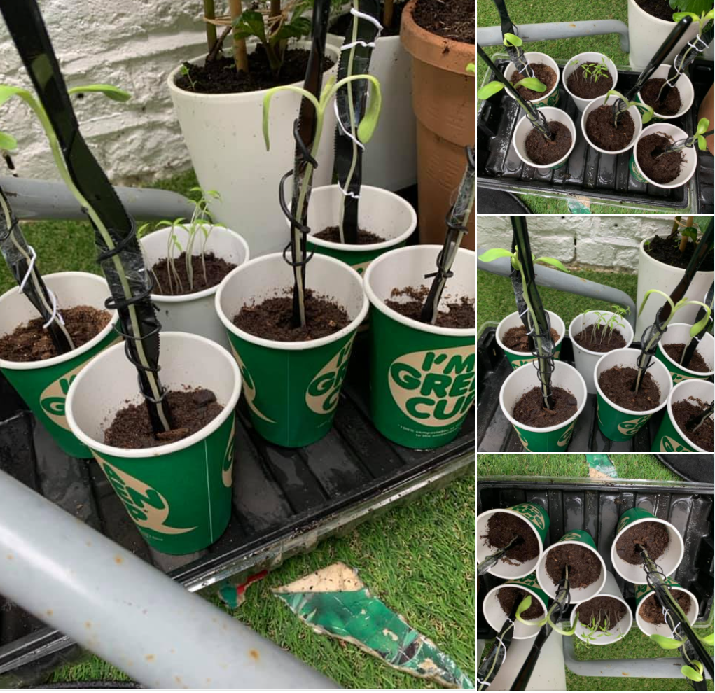 Donna W -My sunflowers - 3 weeks old. I put them outside for the first time today.