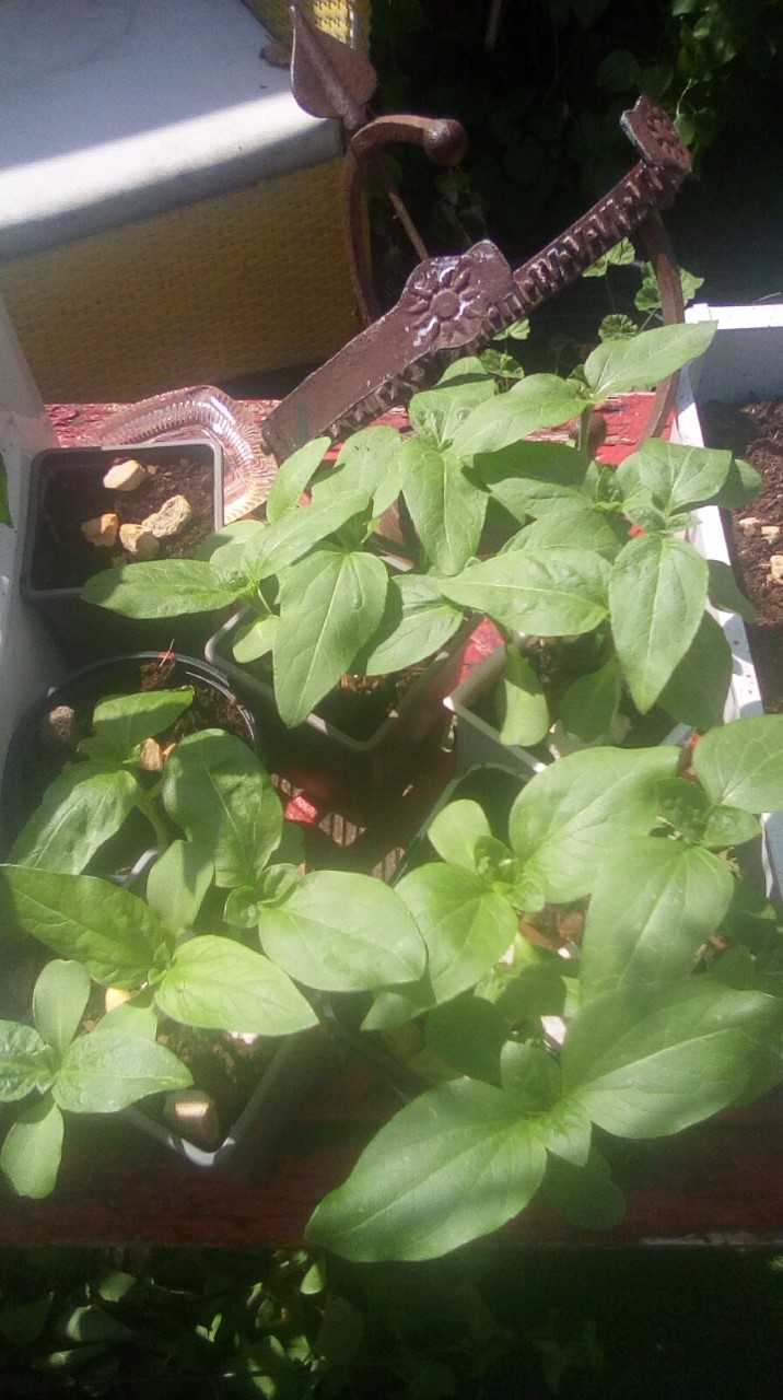 Geraint O - Sunflower selfie