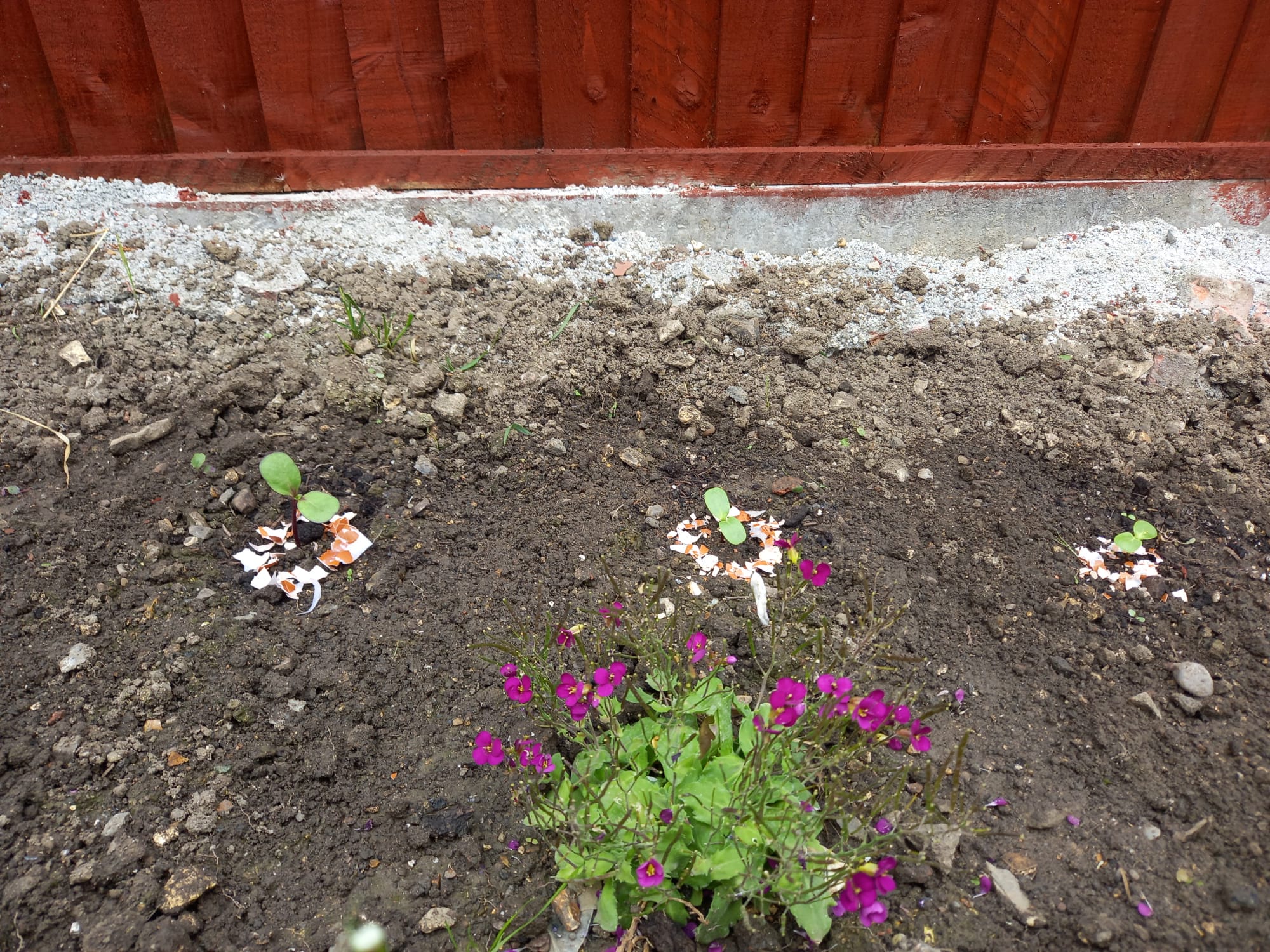 Ella O - Using eggshells seems to be working so far