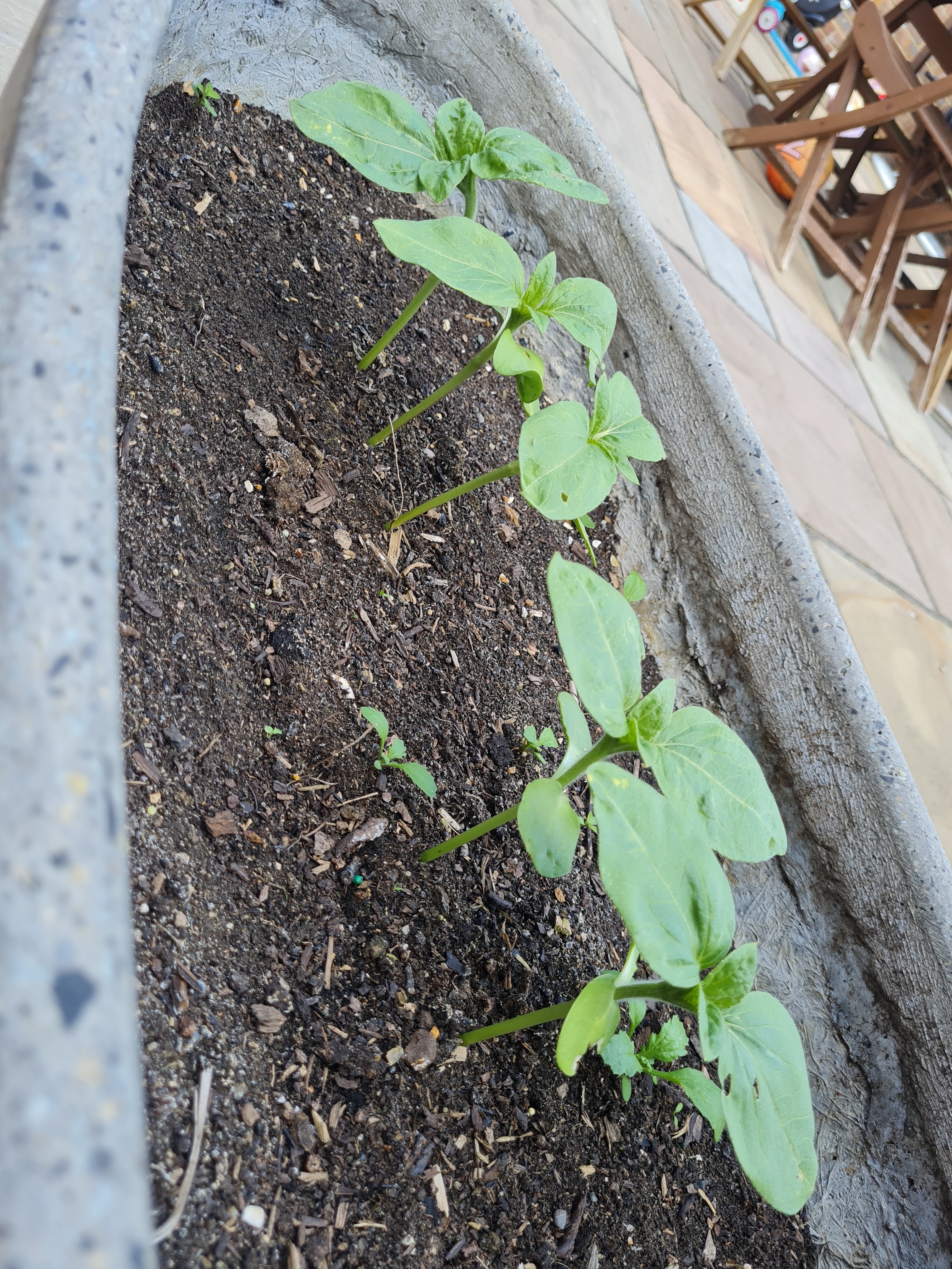 Ellena H -Mariella Rose is enjoying looking after her sunflowers! Photos of our journey enclosed