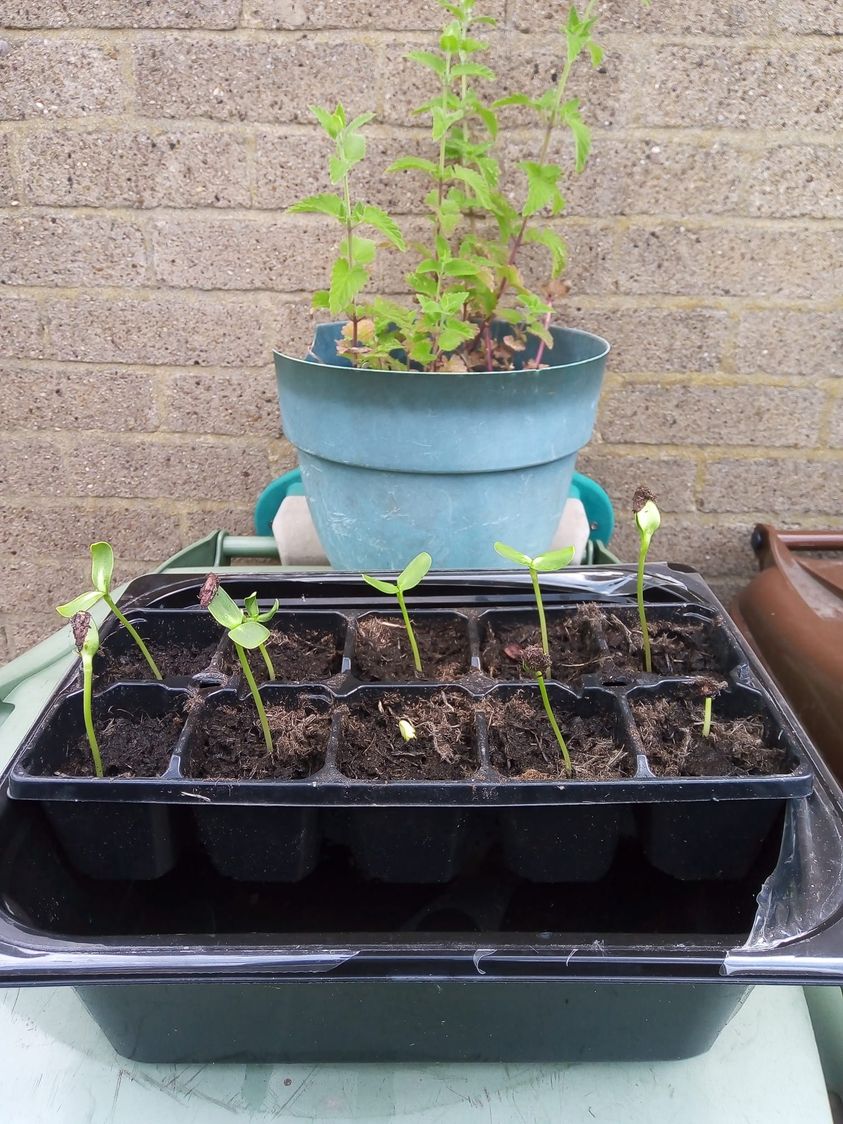 Elsie A - 1 week after sowing. So happy to see the final one poking its little head through the compost this morning.