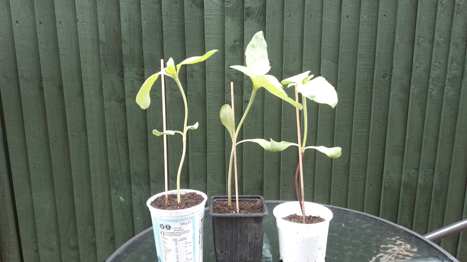 Geraint O - Sunflower selfie