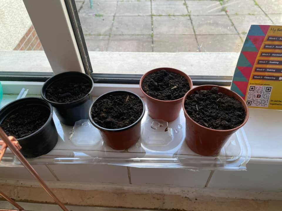 Geraint O - Sunflower selfie