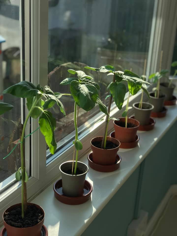 Geraint O - Sunflower selfie